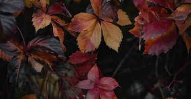 Fall Foliage tour in Emilia Romagna