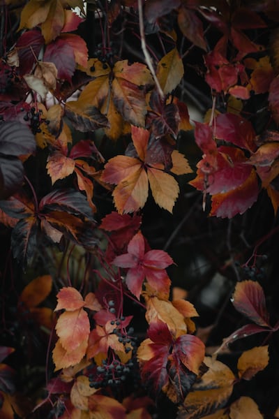 Fall Foliage tour in Emilia Romagna