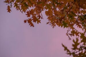 Fall Foliage tour in Emilia Romagna