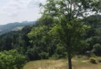 Una gita nel bosco con Alpha&Omega