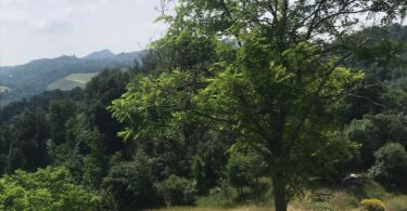 Una gita nel bosco con Alpha&Omega