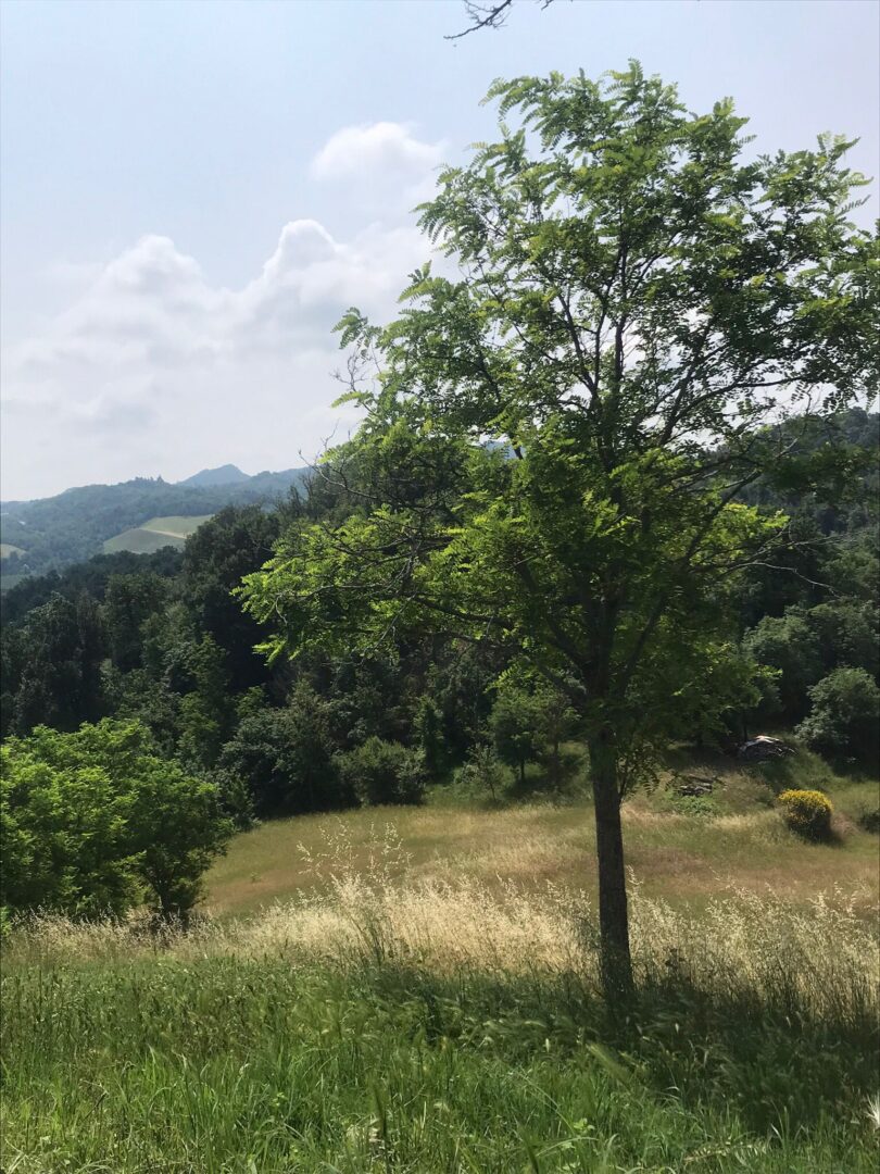 Una gita nel bosco con Alpha&Omega